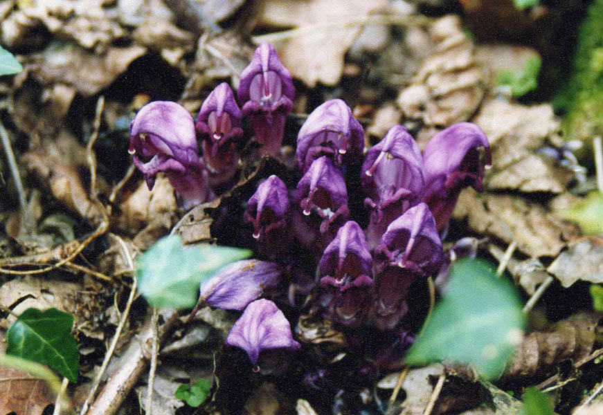 Lathraea clandestina en fleurs dans les sous-bois humides des Landes
